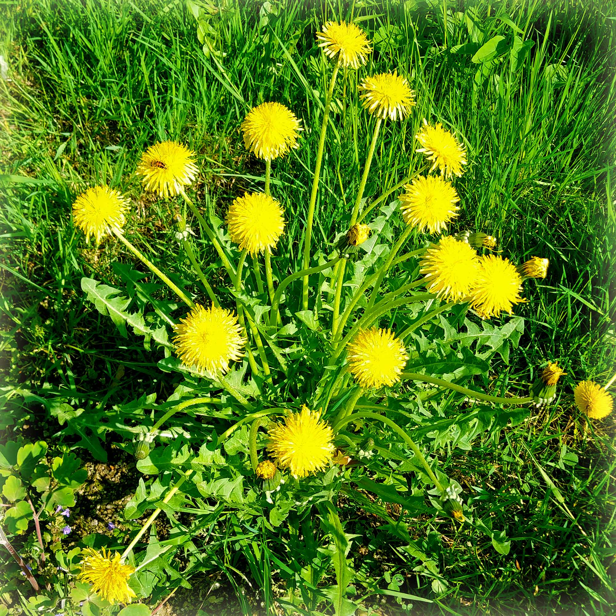 Hörprobe Butterblumenzeit - Luca Thamm